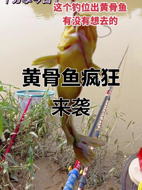 釣黃骨魚用什么餌最好_黃顙魚垂釣技巧_黃顙魚四季釣法