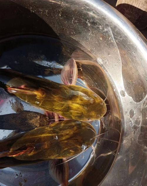 黃顙魚四季釣法_黃顙魚垂釣技巧_釣黃骨魚用什么餌最好