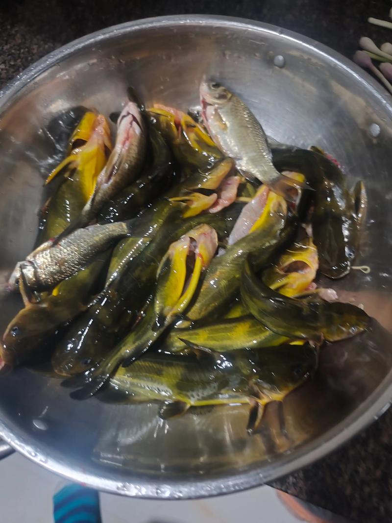 夜釣黃辣丁技巧_釣黃辣丁最好的秘方_黃辣丁釣法