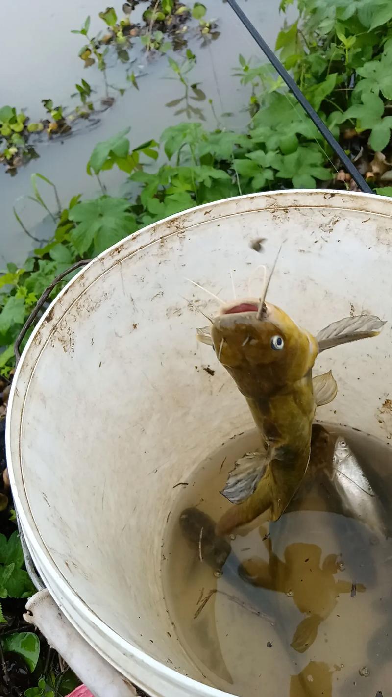 黃辣丁釣法_夜釣黃辣丁技巧_釣黃辣丁最好的秘方