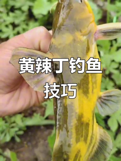 黃辣丁快速誘魚窩料_野釣黃辣丁打窩技巧_釣黃辣丁最好的秘方