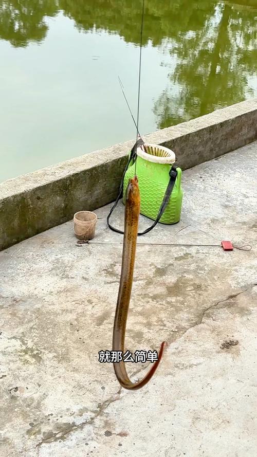 黃鱔習性_釣黃鱔技巧_釣黃鱔技巧