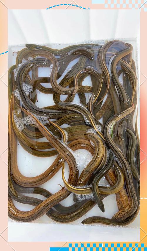 黃鱔習性_釣黃鱔技巧_釣黃鱔技巧