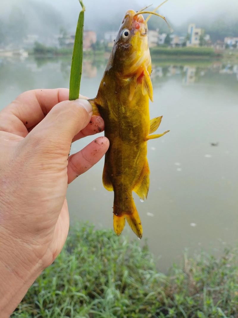 黃顙魚適應能力強的淡水魚_釣黃顙魚用什么打窩_春季黃顙魚垂釣技巧