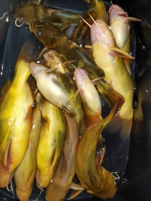 春季黃顙魚垂釣技巧_黃顙魚適應能力強的淡水魚_釣黃顙魚用什么打窩