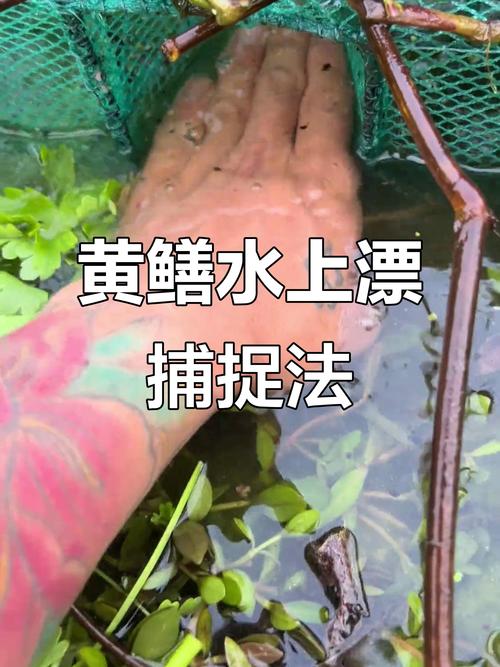 黃鱔誘捕技巧_釣黃鱔技巧_釣鱔魚方法