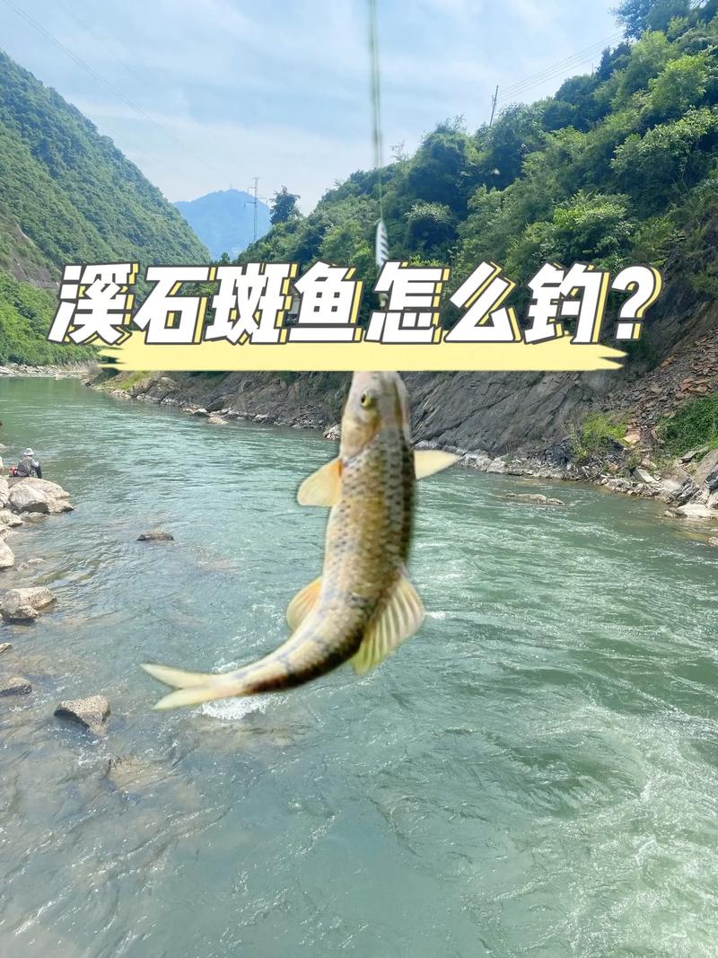 怎樣釣溪石斑魚求解中_溪石斑垂釣技巧_溪石斑釣法詳解