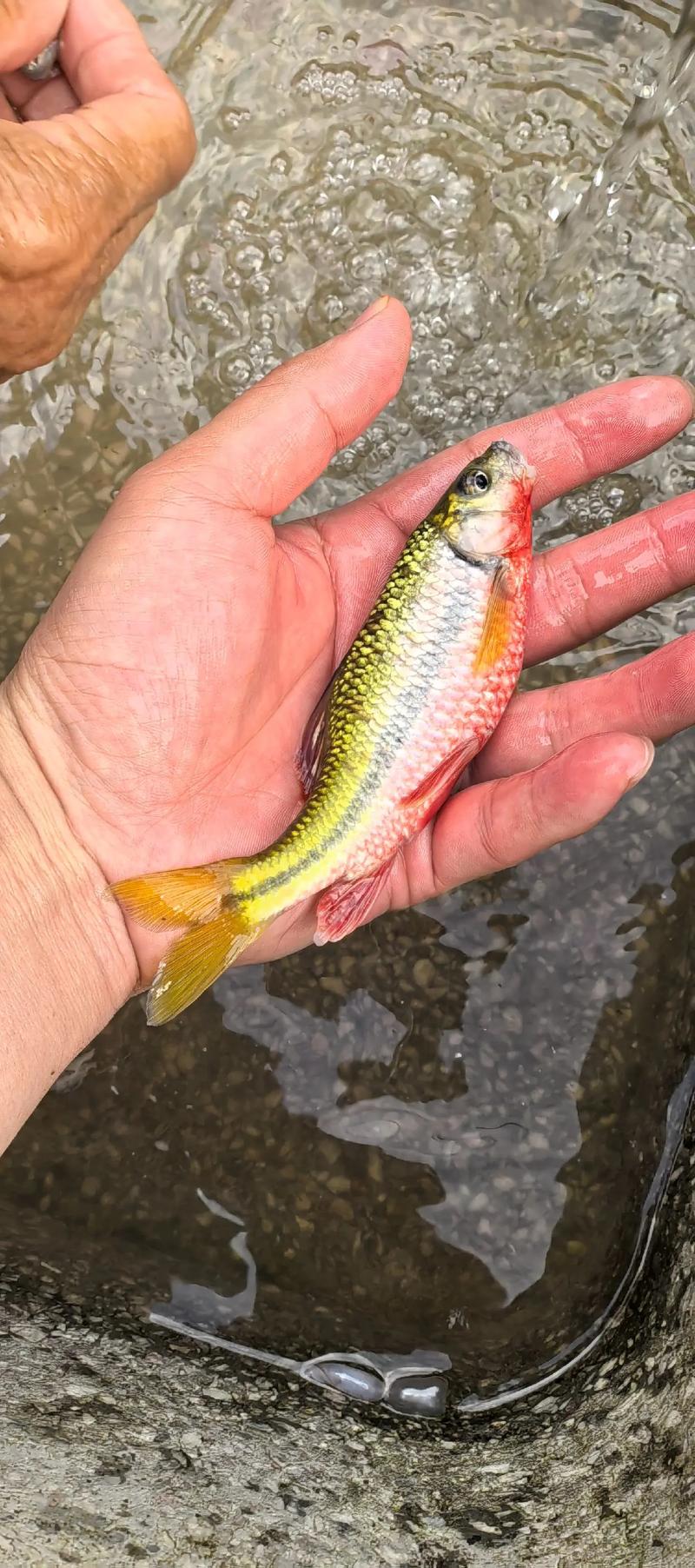 溪石斑釣法詳解_怎樣釣溪石斑魚求解中_溪石斑垂釣技巧