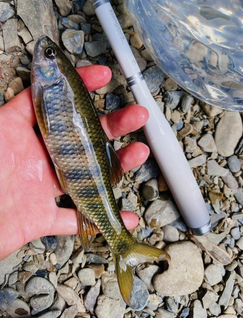 溪石斑釣法詳解_怎樣釣溪石斑魚求解中_溪石斑垂釣技巧