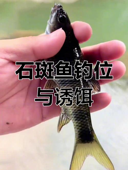 怎樣釣溪石斑魚求解中_溪石斑魚餌料選擇_溪石斑魚垂釣技巧