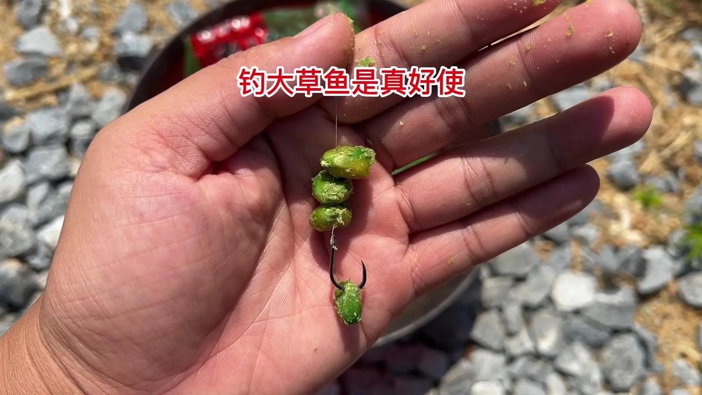 草魚自然繁衍條件_野釣草魚攻略_你不可不知的夏季釣草魚技巧必看