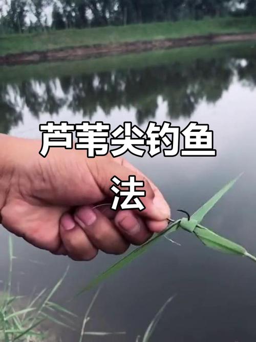 草魚自然繁衍條件_你不可不知的夏季釣草魚技巧必看_野釣草魚攻略