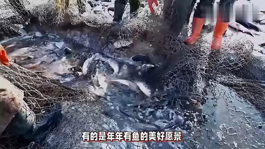 年年都能大豐收查干湖魚從哪來?漁民說出實情?_查干湖魚是否為洗澡魚_查干湖冬捕歷史