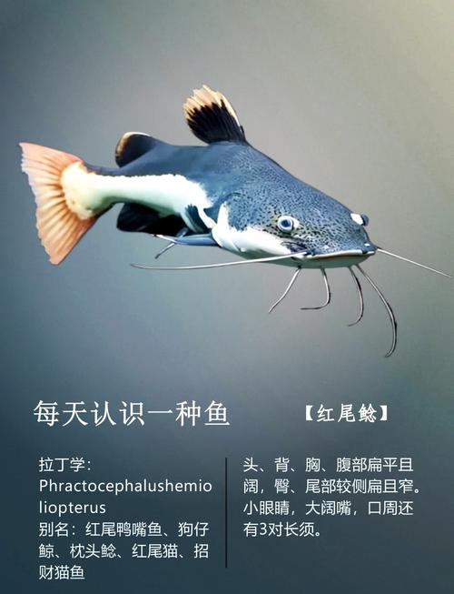 紅燒鯰魚段_鯰魚營養價值_鯰魚適用人群