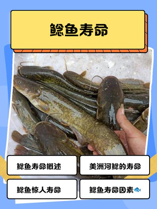鯰魚適用人群_鯰魚營養價值_紅燒鯰魚段