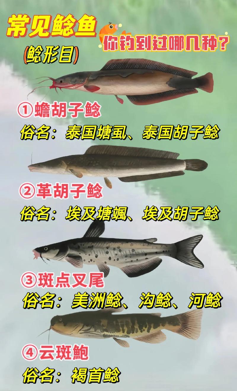 鯰魚適用人群_紅燒鯰魚段_鯰魚營養價值