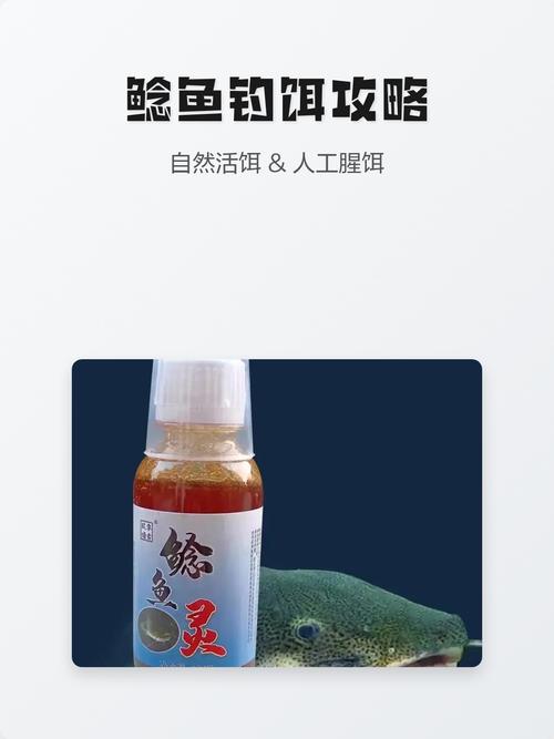 鯰魚最佳餌料選擇_釣大鯰魚技巧_鯰魚怎么調餌?
