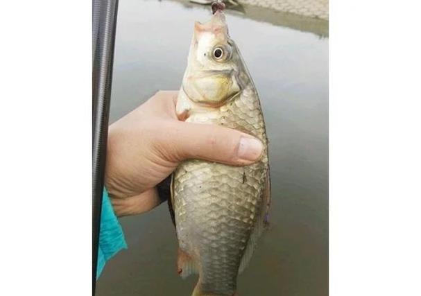 釣鯽魚用什么餌料最好_蠶豆釣鯽魚_釣鯽魚最佳素餌