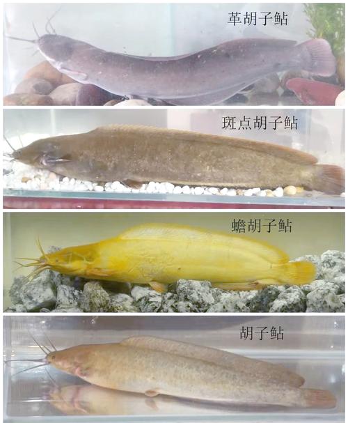 胡子鲇食療作用 烹制方法 鯰魚養殖技術_胡子鯰