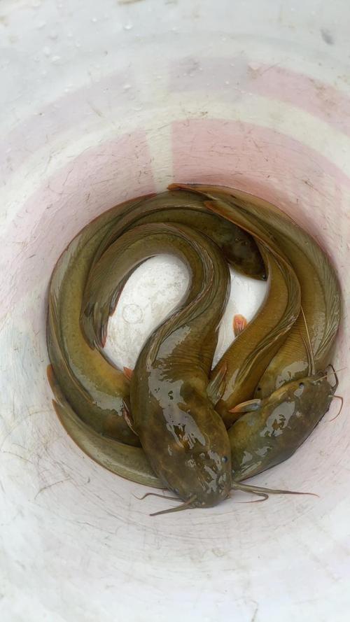 胡子鲇食療作用 烹制方法 鯰魚養殖技術_胡子鯰