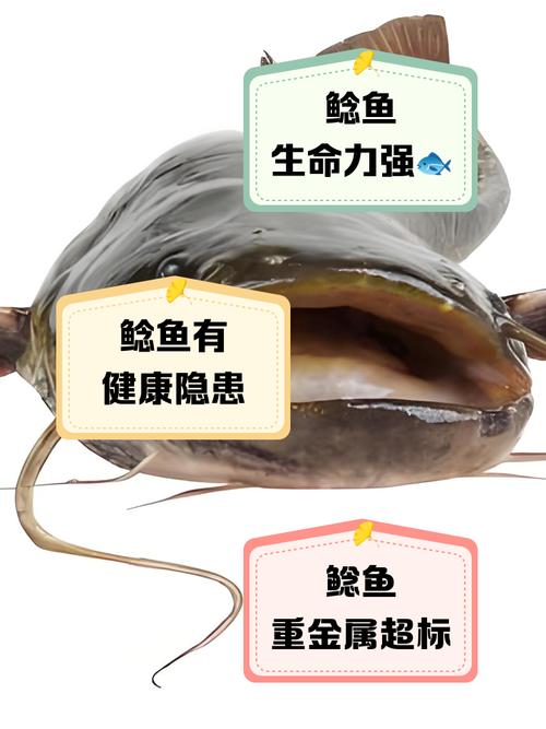 胡子鯰 胡子鲇營養價值高，適合老人小孩，還有這些食療作用