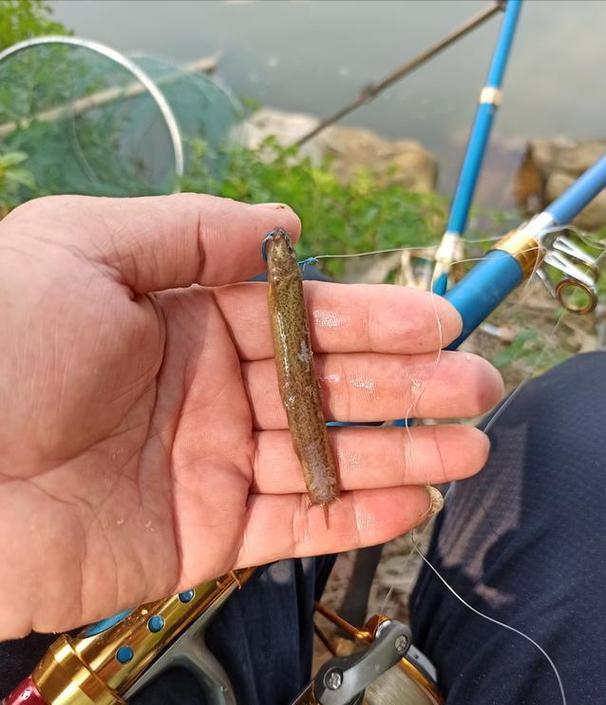 多地禁泥鰍釣魚，它咋掛鉤及危害你知道嗎？