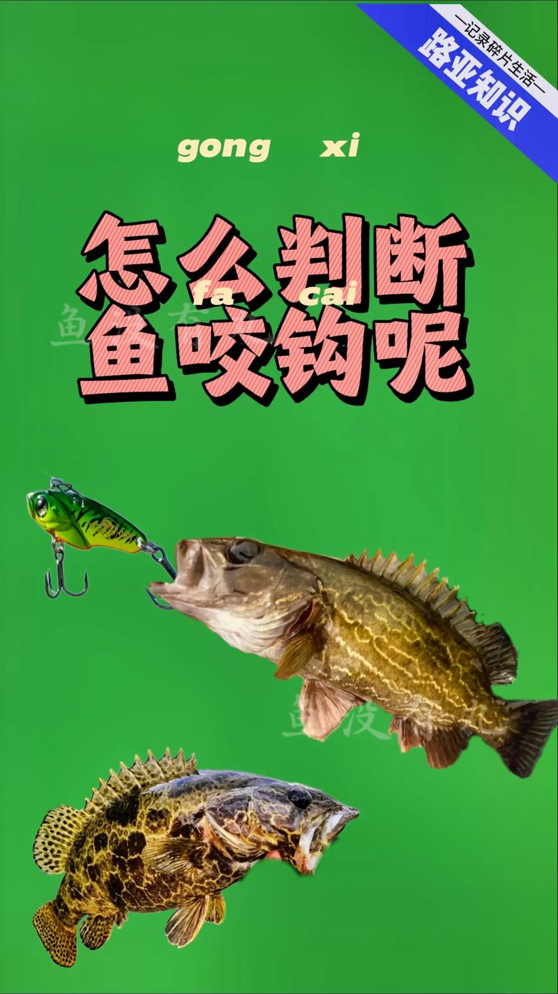 釣鯉魚_鯽魚餌釣鯉魚配方_野釣鯽魚餌釣鯉魚