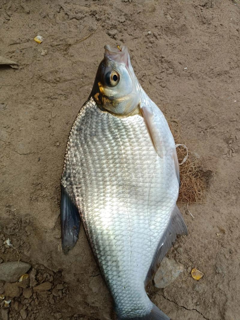 釣魚視頻水庫野釣實戰高清_升鐘水庫釣魚視頻_2021升鐘湖庫釣大賽