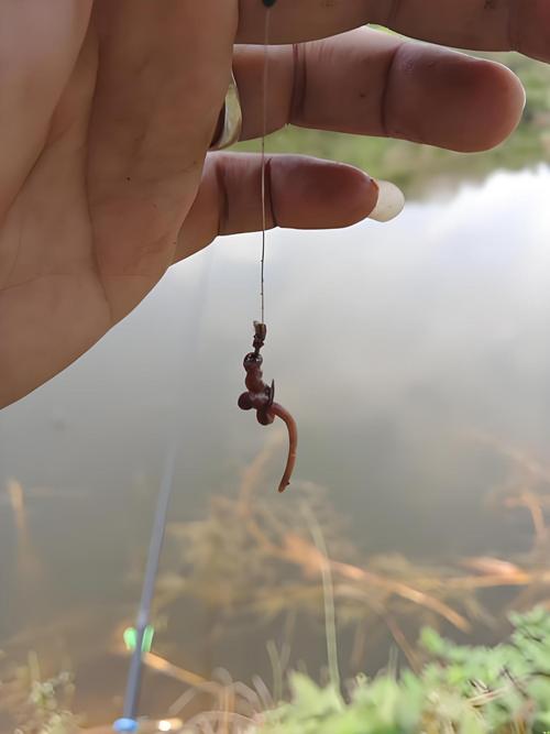 最科學蚯蚓釣鯽魚方法_冬天釣鯽魚蚯蚓掛法_長竿掛蚯蚓草窩釣野生大鯽魚必看