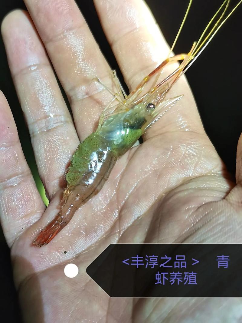 河蝦養殖技術及注意事項_河蝦水質管理方法_池塘河蝦養殖技術