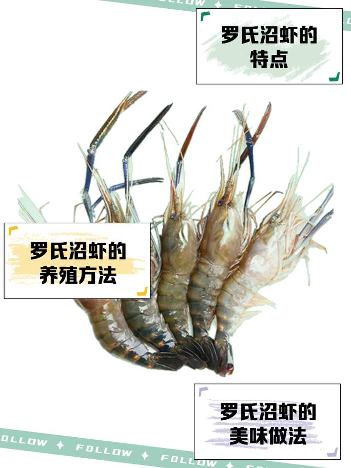 河蝦池塘養殖技術_河蝦養殖方法技術_河蝦養殖技術及注意事項