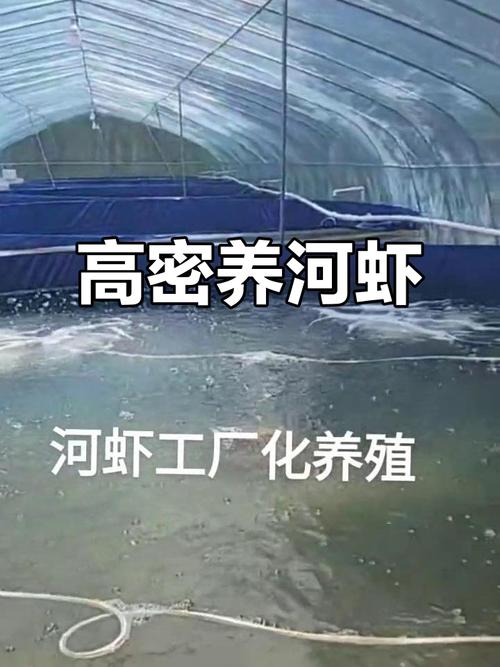河蝦養殖方法技術_河蝦養殖技術及注意事項_河蝦池塘養殖技術
