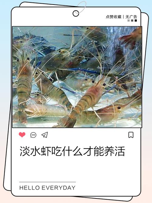 河蝦養殖技術及注意事項_河蝦池塘養殖技術_河蝦養殖方法技術