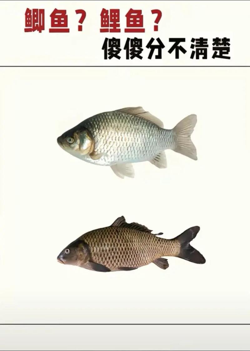 野釣鯉魚餌料窩料_釣鯉魚絕招_釣鯉魚技巧