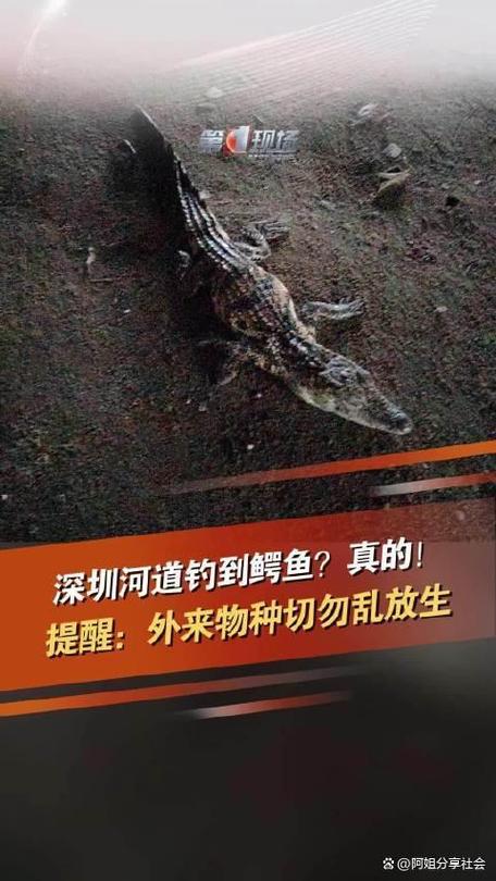 市民釣起1米鱷魚_垂釣鱷魚_野釣鱷魚