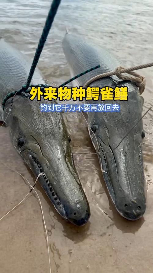 垂釣鱷魚_野釣鱷魚_市民釣起1米鱷魚