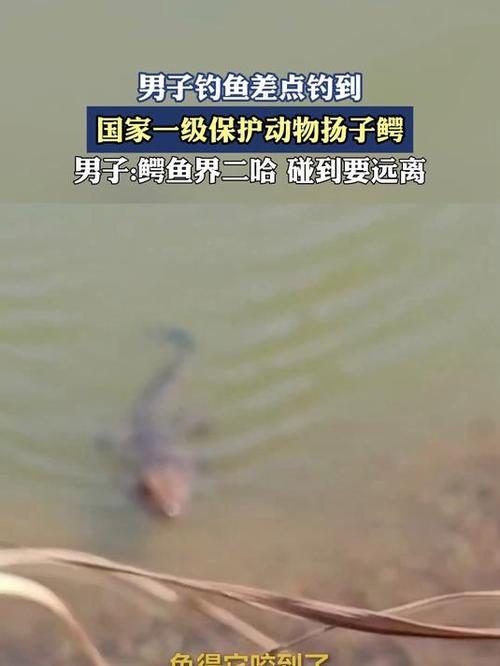 市民釣起1米鱷魚_野釣鱷魚_垂釣鱷魚