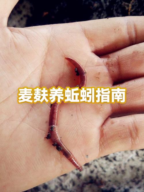 如何養蚯蚓視頻教程_蚯蚓養殖方法與技巧_室內蚯蚓養殖技術