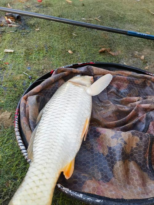 鄱陽湖_鄱陽湖釣魚攻略_鄱陽湖可以釣魚嗎_鄱陽湖夏季釣魚技巧_鄱陽湖垂釣規則