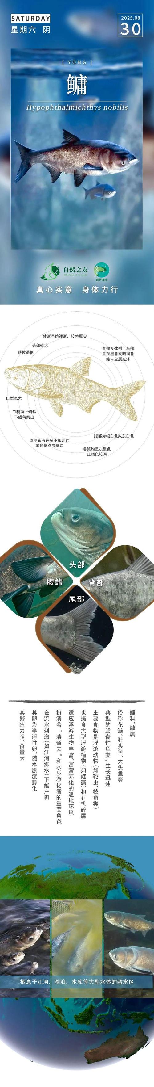 花鰱魚頭部寬大_花鰱魚_花鰱魚產地分布