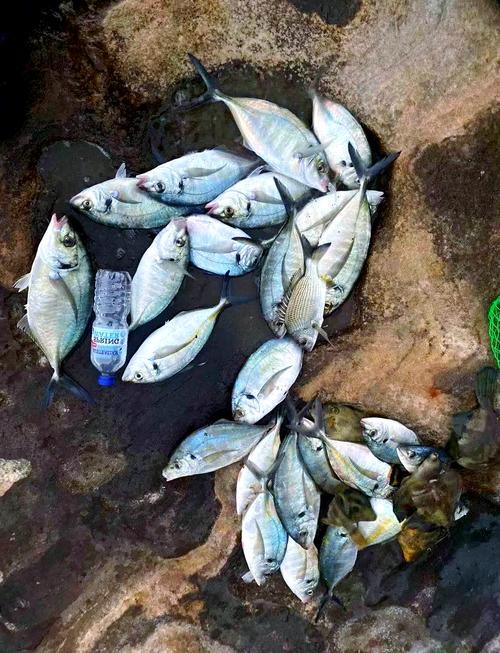 海釣新手裝備選擇_磯釣裝備推薦_普及一下什么是磯釣