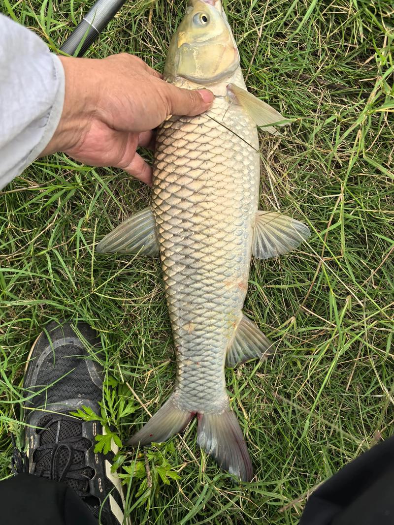 普通窩料與最佳窩料對比_野釣鯉鯽魚窩料配方_夏季野釣窩料選擇