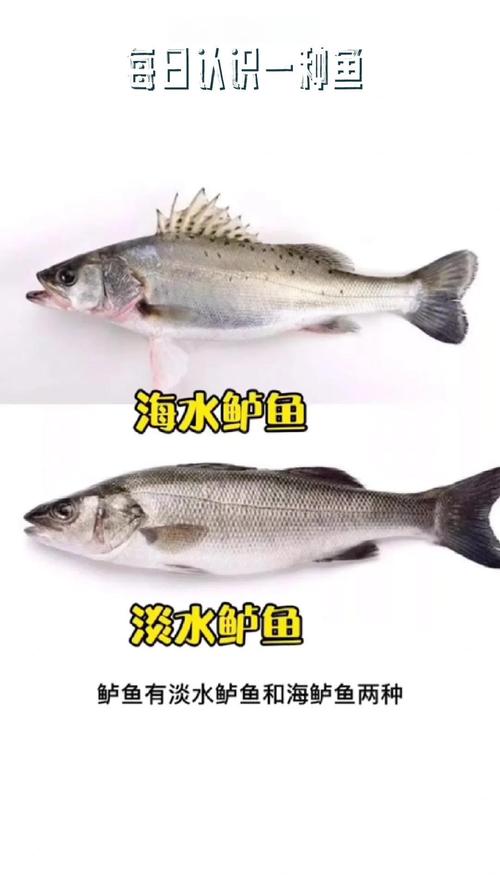 黑鱸是什么魚_海鱸魚白鱸黑鱸_海鱸魚形態特征分布范圍