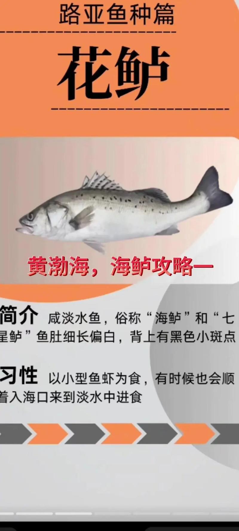 黑鱸是什么魚_海鱸魚形態特征分布范圍_海鱸魚白鱸黑鱸