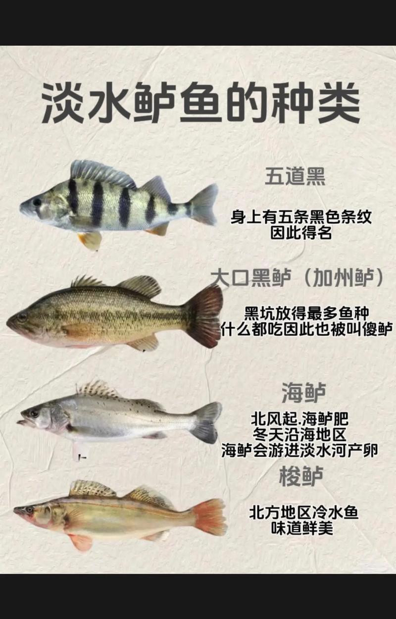 海鱸魚白鱸黑鱸_黑鱸是什么魚_海鱸魚形態特征分布范圍