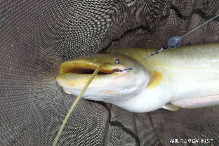 釣鯰魚_鯰魚最佳出釣時間_釣鯰魚的5個要領