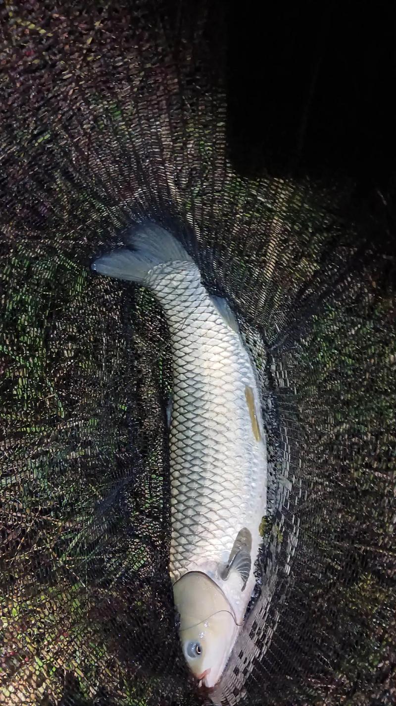 這條汪次比較滿意蚯蚓餌料釣草魚_蚯蚓餌料制作方法_蚯蚓釣魚技巧