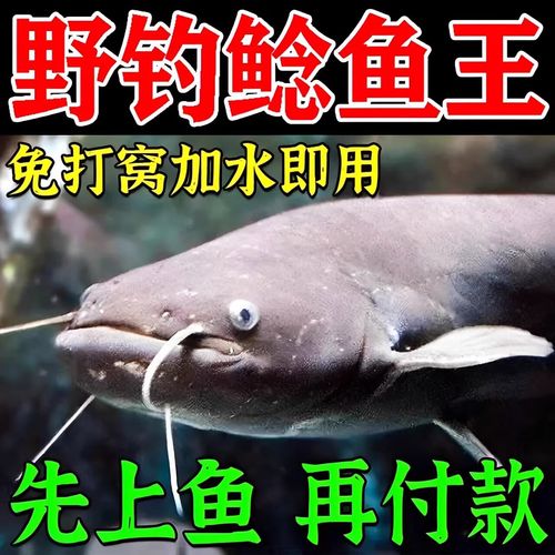 鯰魚活餌選擇技巧_釣鯰魚_釣鯰魚最佳窩料制作方法