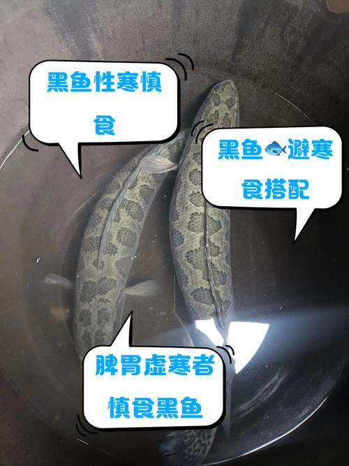 黑魚的刺多嗎_黑魚與鯽魚區別_黑魚鯽魚營養價值對比