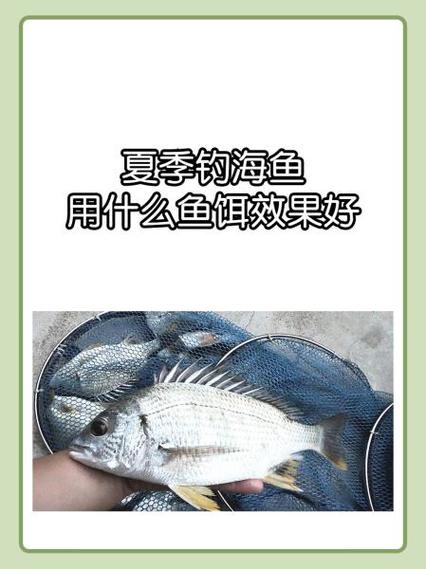 海鯰魚最佳釣點選擇_釣鯰魚的最佳時間_釣海鯰魚餌料選擇